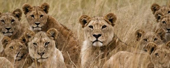 Leijonaperhe-ruohikossa-Kenia-safari-Olympia