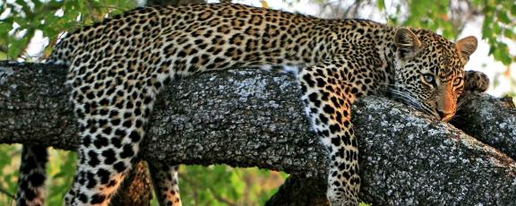 Leopardi-puussa-Etela-Afrikka-Olympia