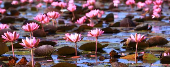 Lotuksen-kukkia--Udon-Thani-Thaimaa-Olympia