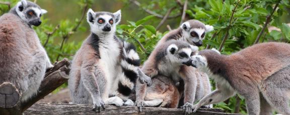 Makiperhe-Madagascar-Olympia