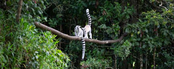 Makit-ruan-haussa-Madagascar