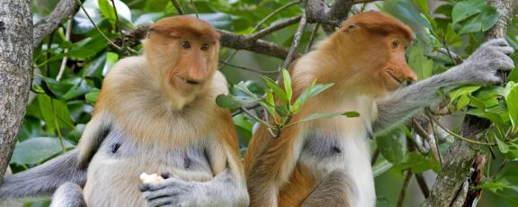 Nenäapinat Borneo Olympia