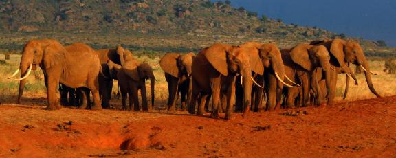 Norsulauma ja punertava maa Itä-Tsavo Kenia Olympia