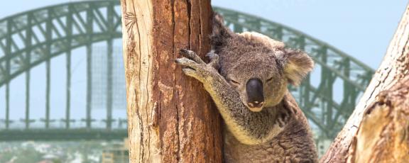 Nukkuva-koala-Sydney-Australia-Olympia
