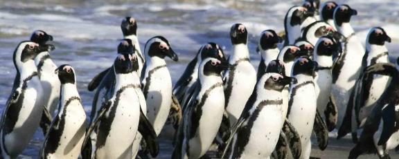 Pingviinit Kapkaupunki Etelä-Afrikka