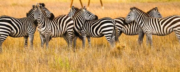 Seeprat-Serengeti-Tansania-Olympia