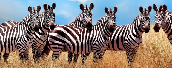 Seeprat-Tansania-Olympia-safarit