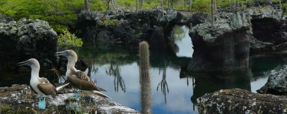 Sinijalkasuulia veden ääressä Galapagossaarilla Ecuadorissa