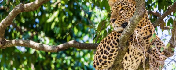 Leopardi makaa puussa