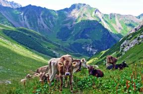 Maaseutua-Liechtenstein