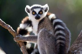 Madagascar-on-makien-koti