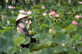 Nainen-meloo-Vietnam