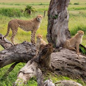 Gebardit-Tansanian-villi-luonto-Olympia