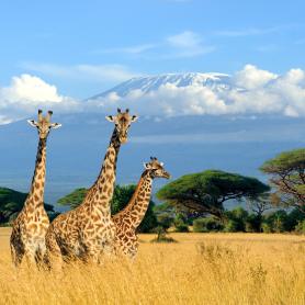 Kenian-safari-ja-Mombasa