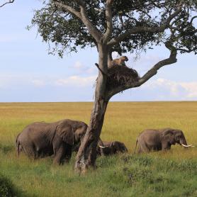 Kiehtoava-Kenia-safari-Olympia-Kaukomatkat