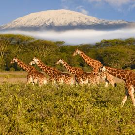 Kirahvit ja Kilimanjaro Amboselin kansallispuisto Kenia Olympia