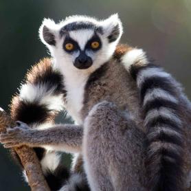 Madagascar-on-makien-koti