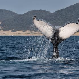 Mustavalas-Etela-Afrikka