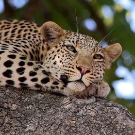 Nautiskeleva-leopardi-Botswanassa-safarilla-Olympi-Kaukomatkat