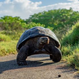 Norsukilpikonna on tavallinen näky Galapagossaarilla Olympia
