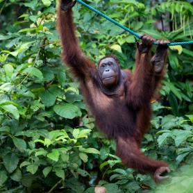 Oranki Semenggohin orankikeskuksessa Borneo-Olympia