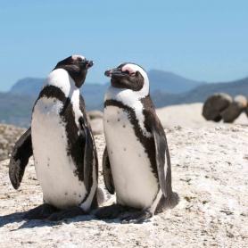 Pingviinipari Kapkaupunki Etelä-Afrikka