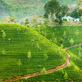 Tee-viljelmat-Sri-Lanka