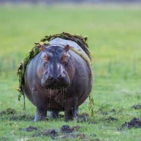 Virtahepo-on-noussut-kylvysta-Botswana-Olympia