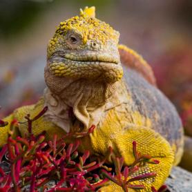 Keltainen iguaani Galapagossaarilla Ecuadorissa