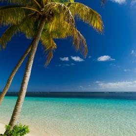 Palmu ja kirkkaan sininen meri