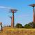 Baobab puut, Madagascar