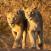 Bayala-leijonat-safari