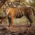 Bengalin-tiikeri-Pannan-kansallispuistossa-Intia