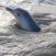 Delfiini-Surinamejoki-Suriname