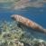 Dugong-uiskentelee-koralliriutan-yli-Mosambik