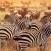 Elaimet-ilta-auringossa-Botswana