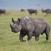 Harvinainen-pensassarvikuono-Ngorongoro-Tansania
