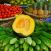 Hedelmia-ja-vihanneksia-Mauritius