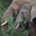 Kaksi-norsua-Akagera-Ruanda