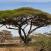 Kaunis-akaasiapuu-ja-norsu-Tansania