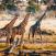 Kirahvit kävelyllä Botswanassa