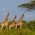 Kirahvit-safari-Etela-Afrikka
