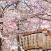 Kirsikankukkia-ja-lyhtyja-Japani-sakura