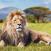 Leijona-Kenia-safarit