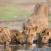 Leijonaperhe-juomassa-vetta-Mana-Pools-Zimbabwe