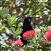 Linnuistaan-kuuluisa-Tiritiri-Matagin-saari-Uusi-Seelanti