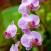Luonnonvaraisena-kasvavat-orkideat-Sri-Lanka