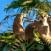 Makit-paivystaa-puussa-Madagascar-Olympia