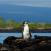 Matkalla-voit-nahda-galapagosinpingviinin-Ecuador