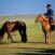 Mies ja hevoset Mongolia